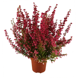 Erica gracilis