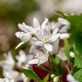 Deutzia rosea Yuki Snowflake®