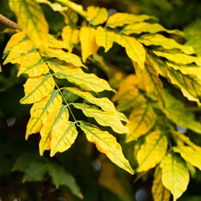 Fraxinus excelsior (Keltischer Baumkreis)