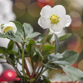 Helleborus niger Mini