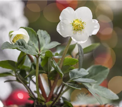 Helleborus niger Mini