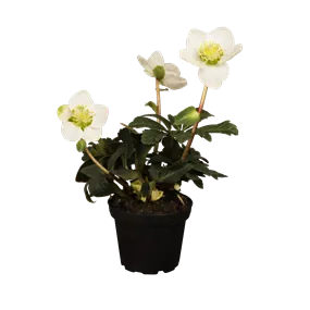 Helleborus niger