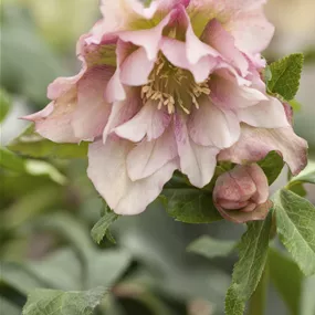 Helleborus orientalis