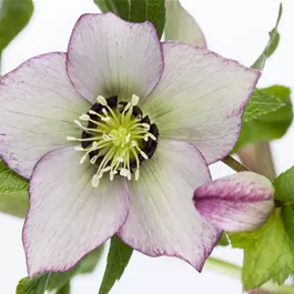 Helleborus orientalis Viv. einfach blühend