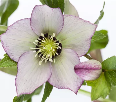 Helleborus orientalis Viv. einfach blühend