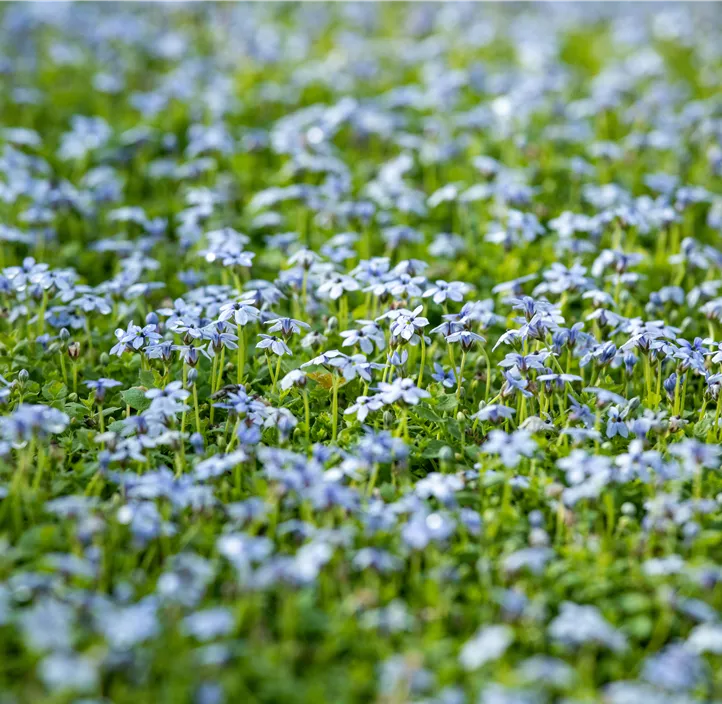 Blauer Bubikopf