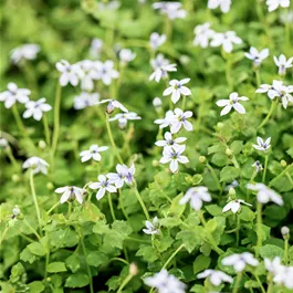 Isotoma fluviatilis