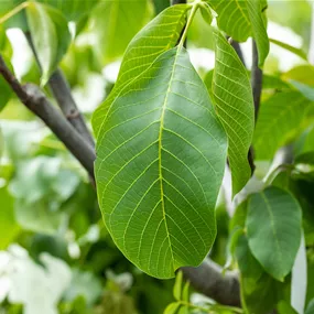 Juglans regia (Keltischer Baumkreis)