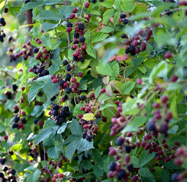 Brombeere 'Thornless Evergreen'