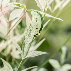 Nandina domestica 'Twilight'