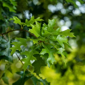 Quercus rubra (Keltischer Baumkreis)