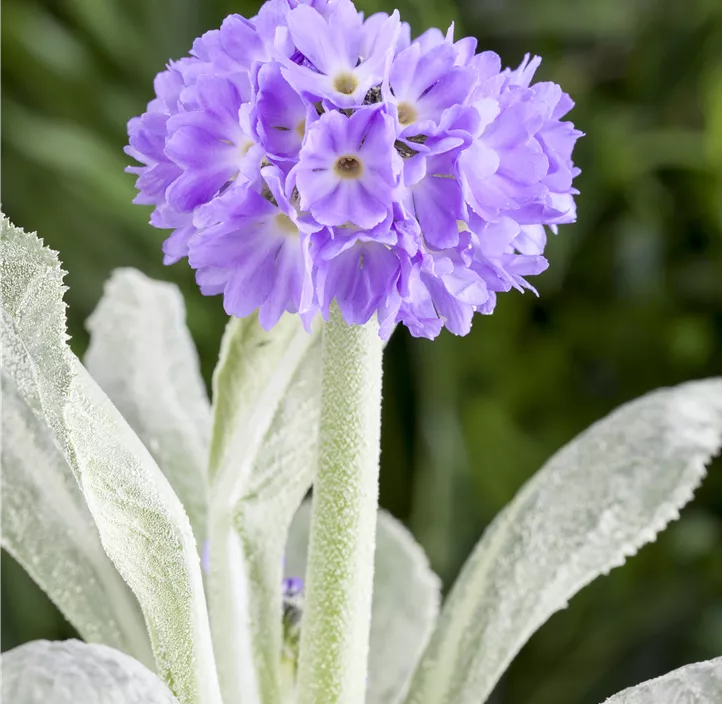 Kugelig blühende Schlüsselblume