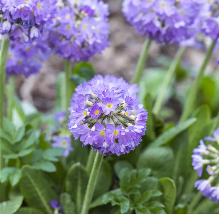 Kugelig blühende Schlüsselblume