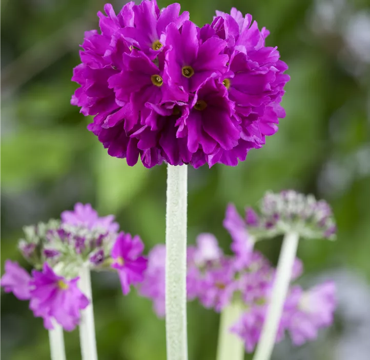 Kugelig blühende Schlüsselblume