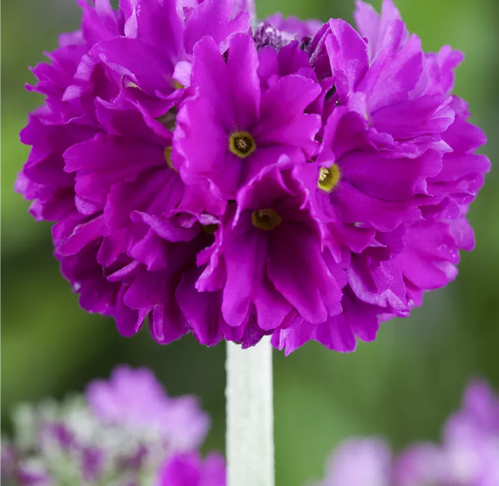 Kugelig blühende Schlüsselblume