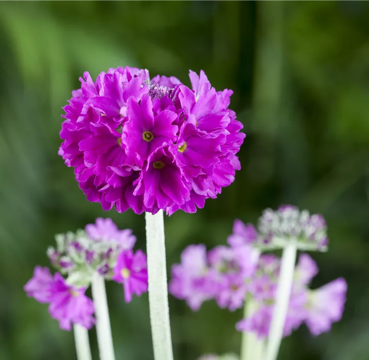 Kugelig blühende Schlüsselblume