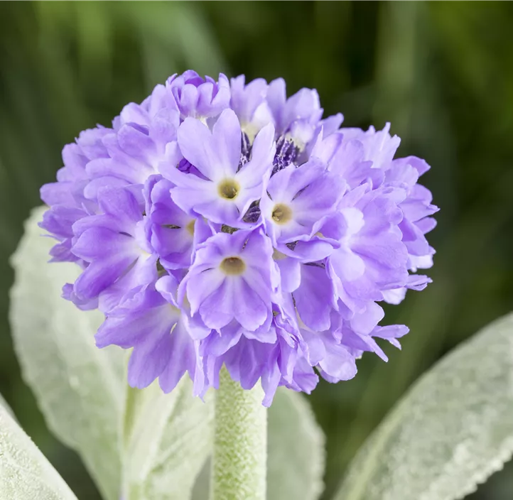 Kugelig blühende Schlüsselblume