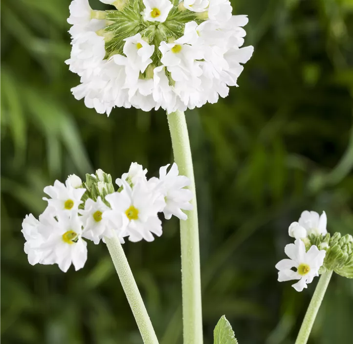 Kugelig blühende Schlüsselblume