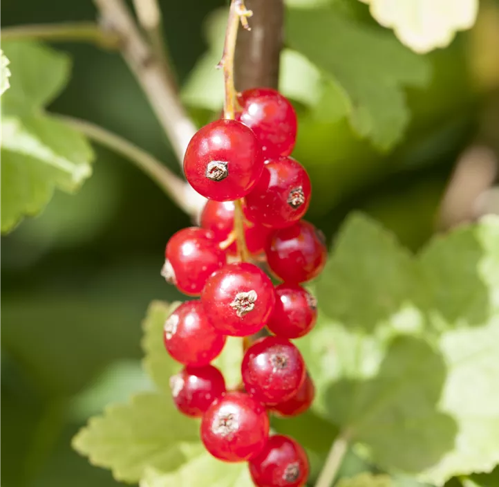 Johannisbeere 'Jonkheer van Tets'