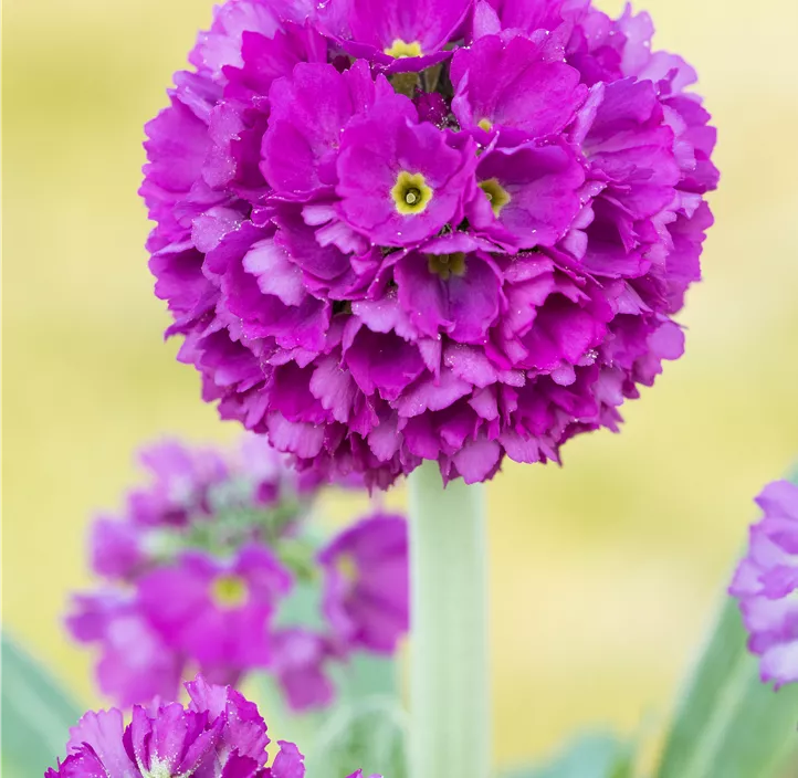 Kugelig blühende Schlüsselblume