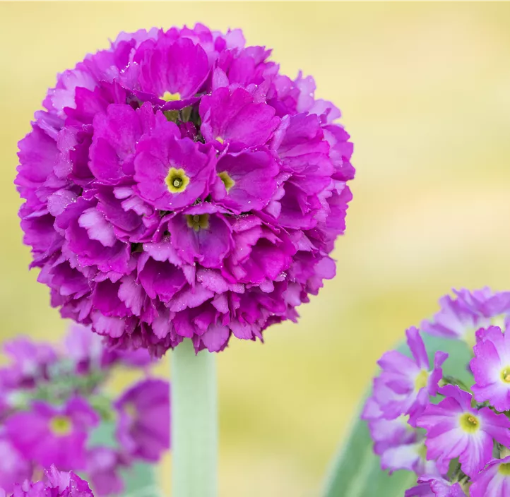 Kugelig blühende Schlüsselblume