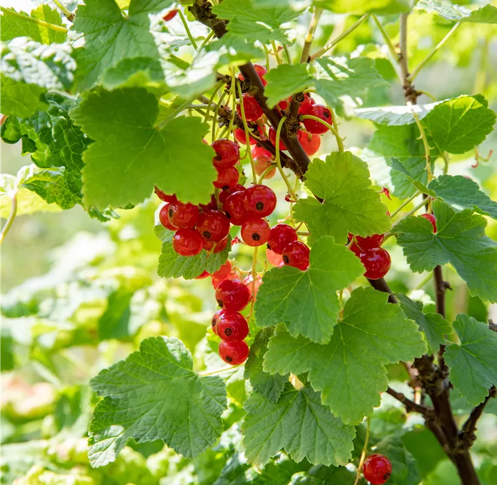 Johannisbeere 'Jonkheer van Tets'