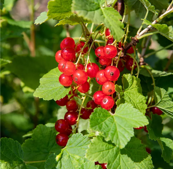 Johannisbeere 'Jonkheer van Tets'