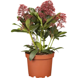 Skimmia japonica Perosa