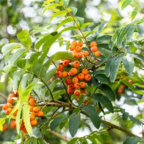 Sorbus aucuparia (Keltischer Baumkreis)