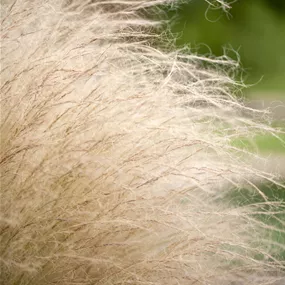 Stipa tenuissima Ponytails