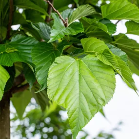 Tilia cordata (Keltischer Baumkreis)