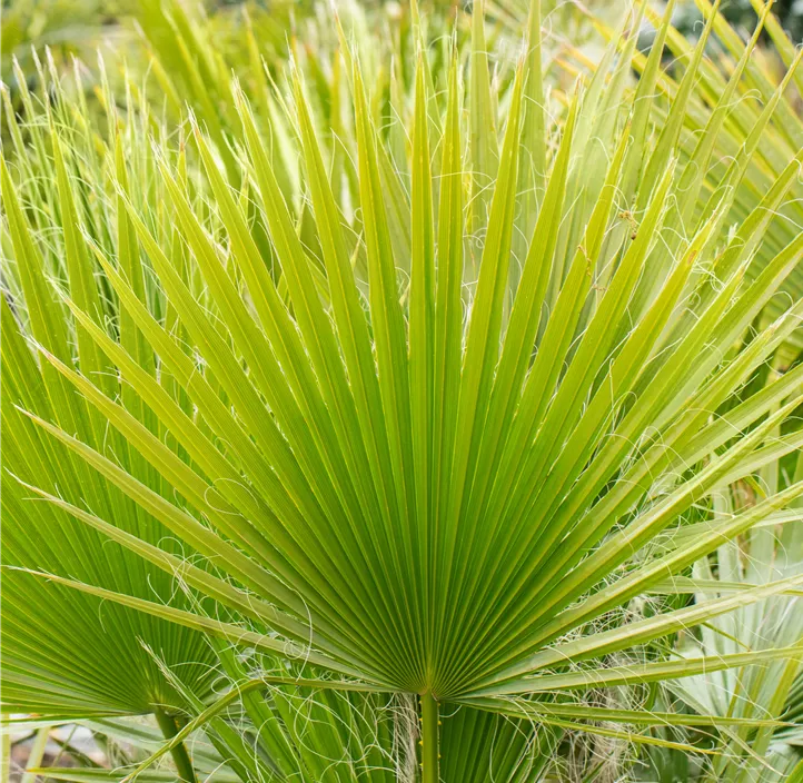 Kalifornische Washingtonpalme