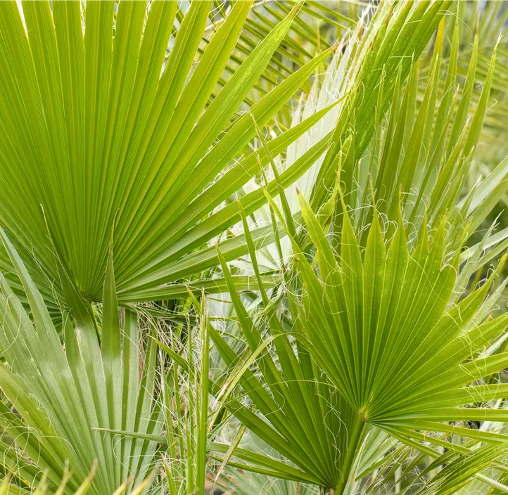 Kalifornische Washingtonpalme