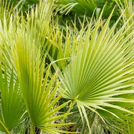 Washingtonia filifera, 285 Liter Topf