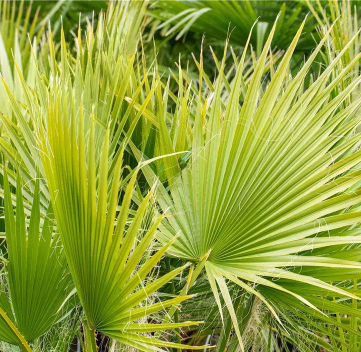 Kalifornische Washingtonpalme