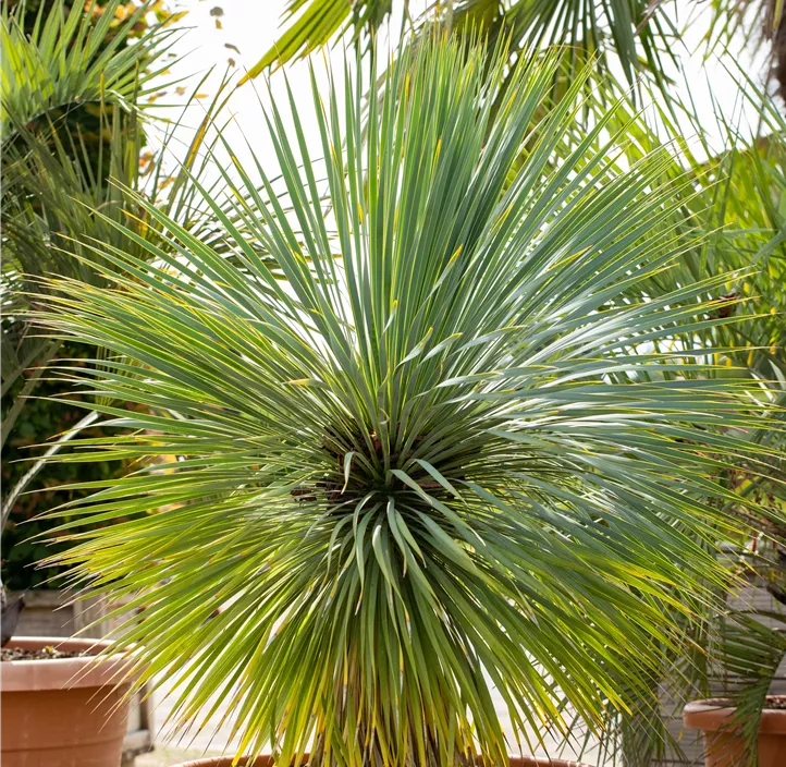 Blaublättrige Yucca