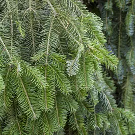 Abies alba (Keltischer Baumkreis)