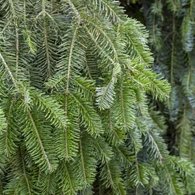 Abies alba (Keltischer Baumkreis)