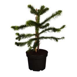 Araucaria araucana