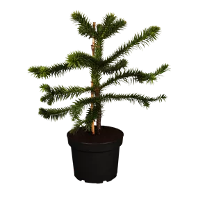 Araucaria araucana