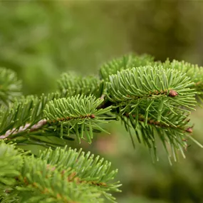 Abies nordmanniana getopft