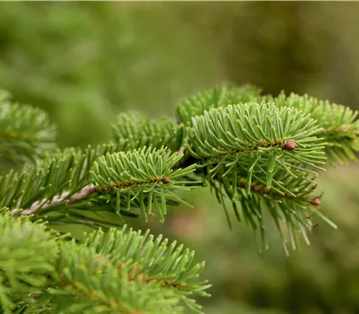 Abies nordmanniana getopft