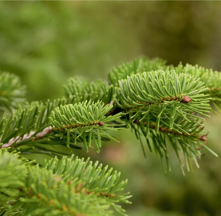 Getopfte Nordmannstanne