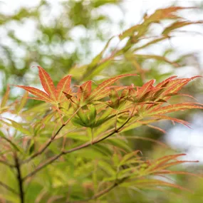 Acer Festival Color