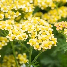 Achillea Milly Rock mix