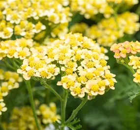 Achillea Milly Rock mix