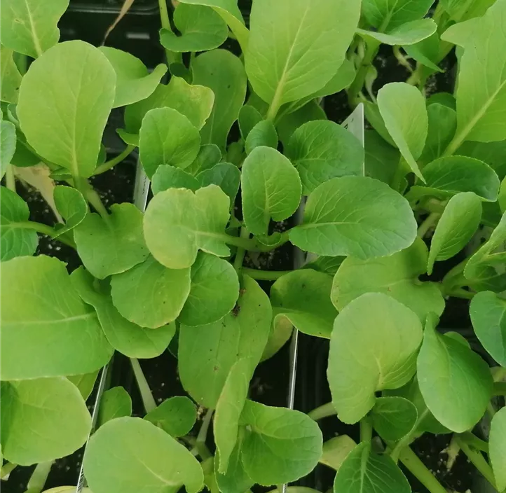 Pak Choi