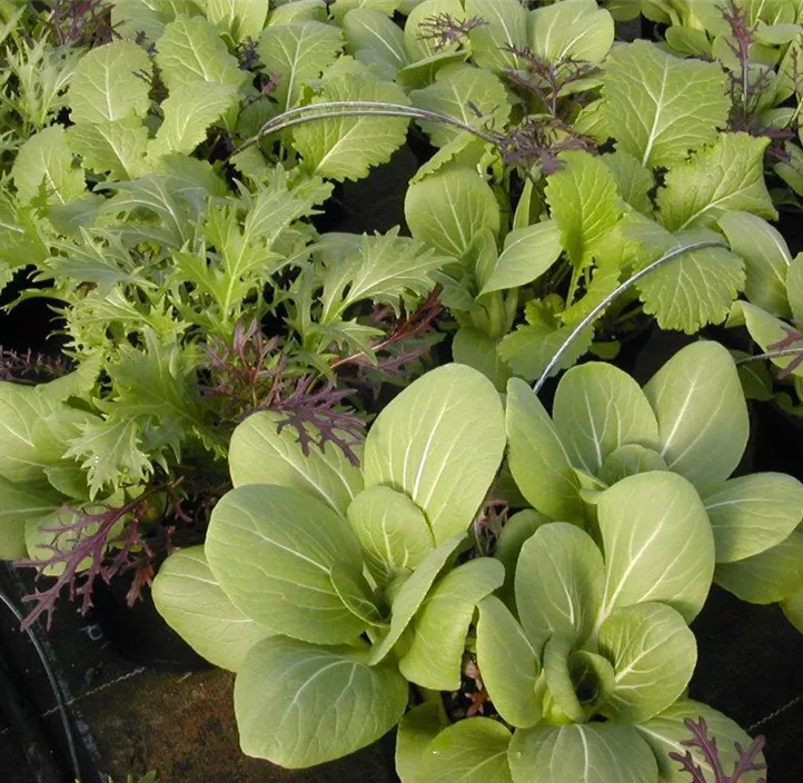 Pak Choi