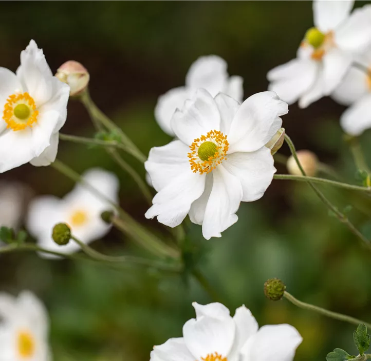 Garten-Herbst-Anemone 'Elfin Swan'