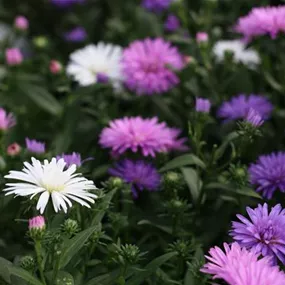 Aster novi-belgii dreifärbig